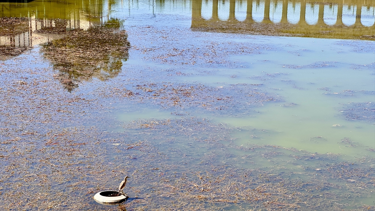 A A 20251002 39286500 39286499 B E Y S E H I R G O L U N D E K U R A K L I K N E D E N I Y L E K I S T I F A N A D A S I K A R A Y L A B I R L E S T I V E A D A C I K S A Y I S I A R T T I