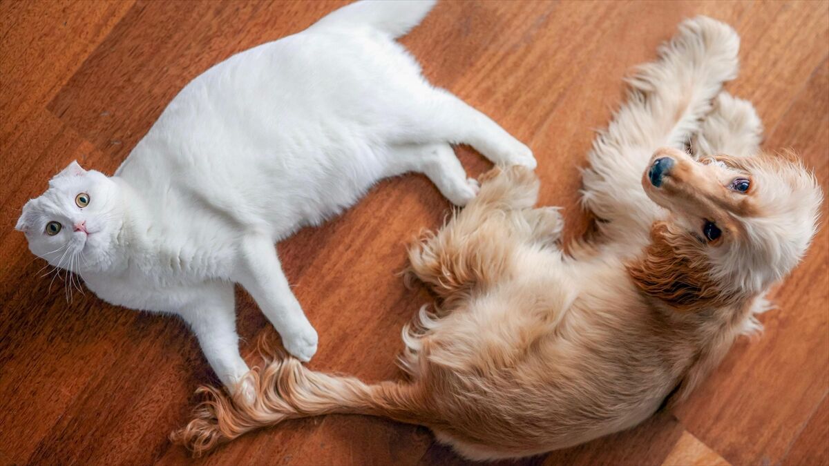 A A 20251004 39307288 39307285 C H P G E N E L B A S K A N I O Z E L D E N 4 E K I M D U N Y A H A Y V A N L A R I K O R U M A G U N U P A Y L A S I M I