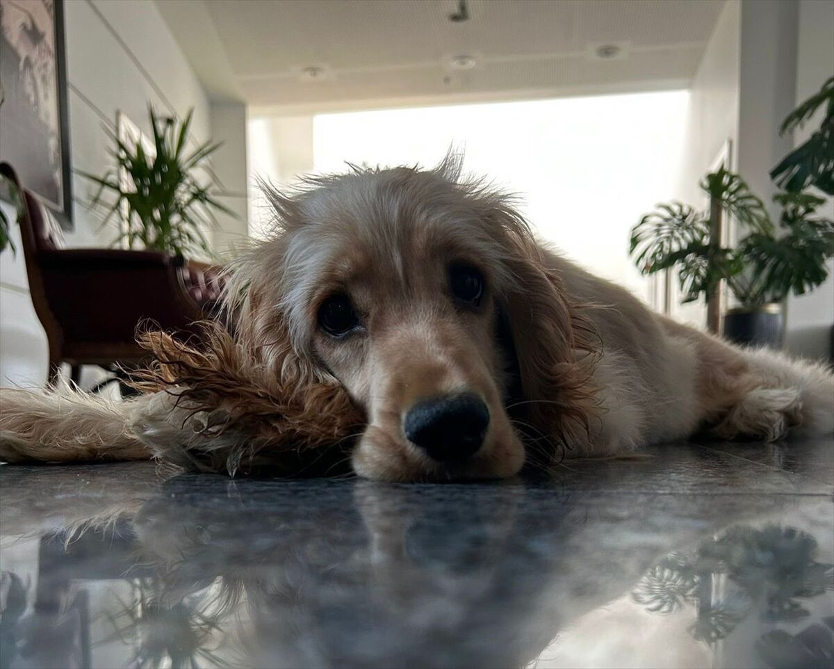 A A 20251004 39307288 39307287 C H P G E N E L B A S K A N I O Z E L D E N 4 E K I M D U N Y A H A Y V A N L A R I K O R U M A G U N U P A Y L A S I M I