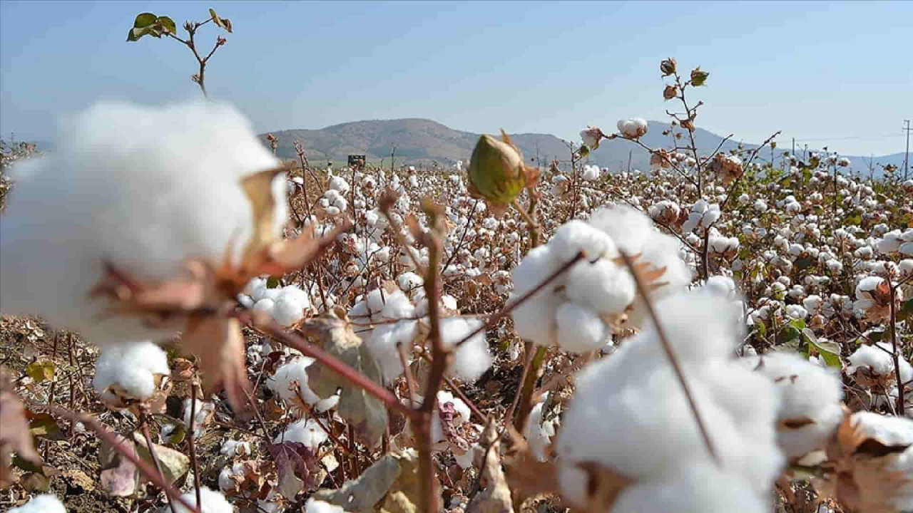 Galeri Pamuk Uretimi Ulkemiz Icin Stratejik Onem Tasiyor