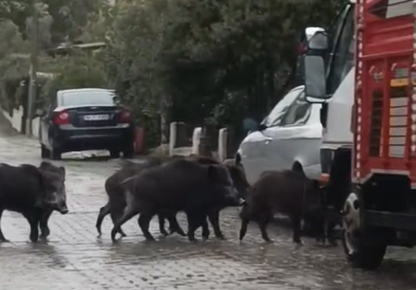 Ayvalık’ta Yağmurlu Havada Aç Kalan Domuzlar Şehir Merkezine Indi 1