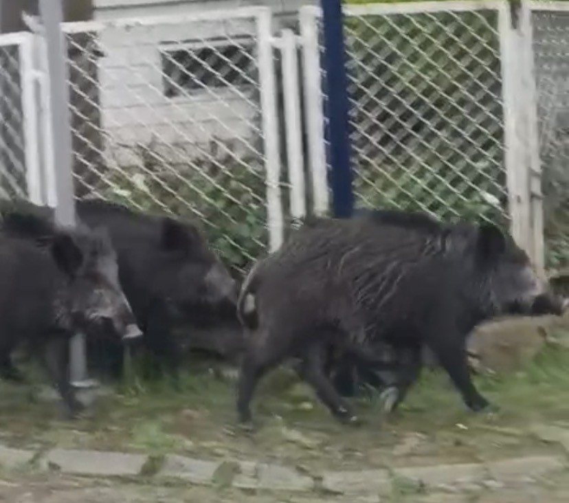 Ayvalık’ta Yağmurlu Havada Aç Kalan Domuzlar Şehir Merkezine Indi 3