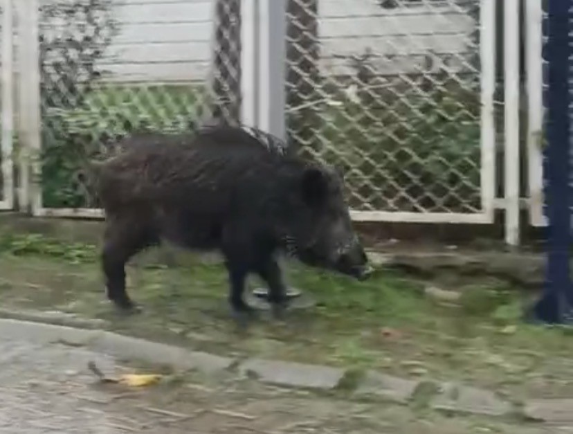 Ayvalık’ta Yağmurlu Havada Aç Kalan Domuzlar Şehir Merkezine Indi 4