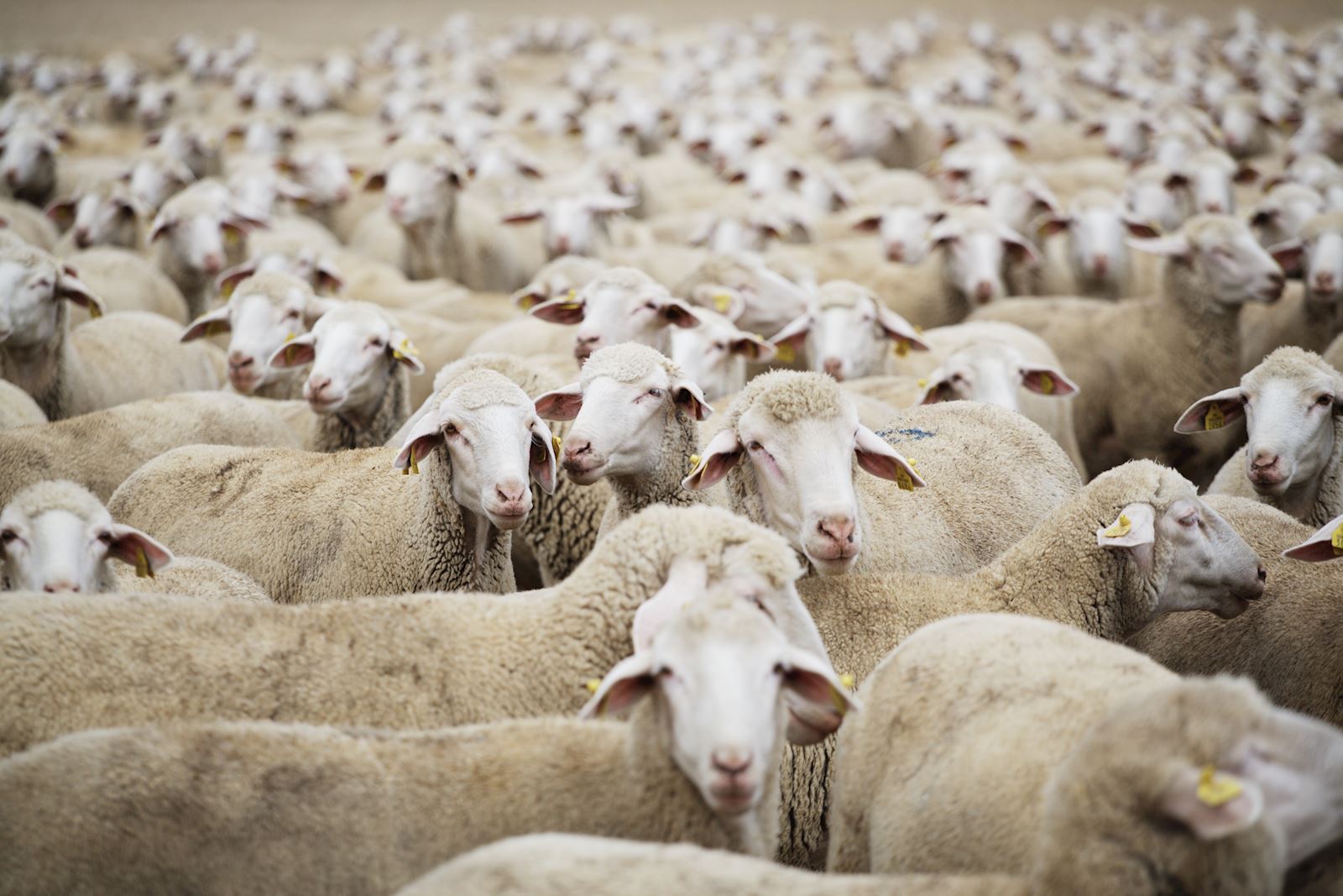 C295F4C2 80F6 4520 809D 7D2Dd687C736Anadolu Merinos