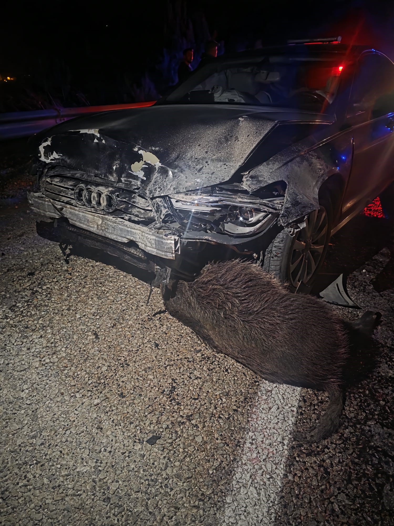 Sinop Belediye Başkanı'nın Makam Aracı Domuz Sürüsüne Çarptı Başkan Kazayı Yara Almadan Atlattı 2