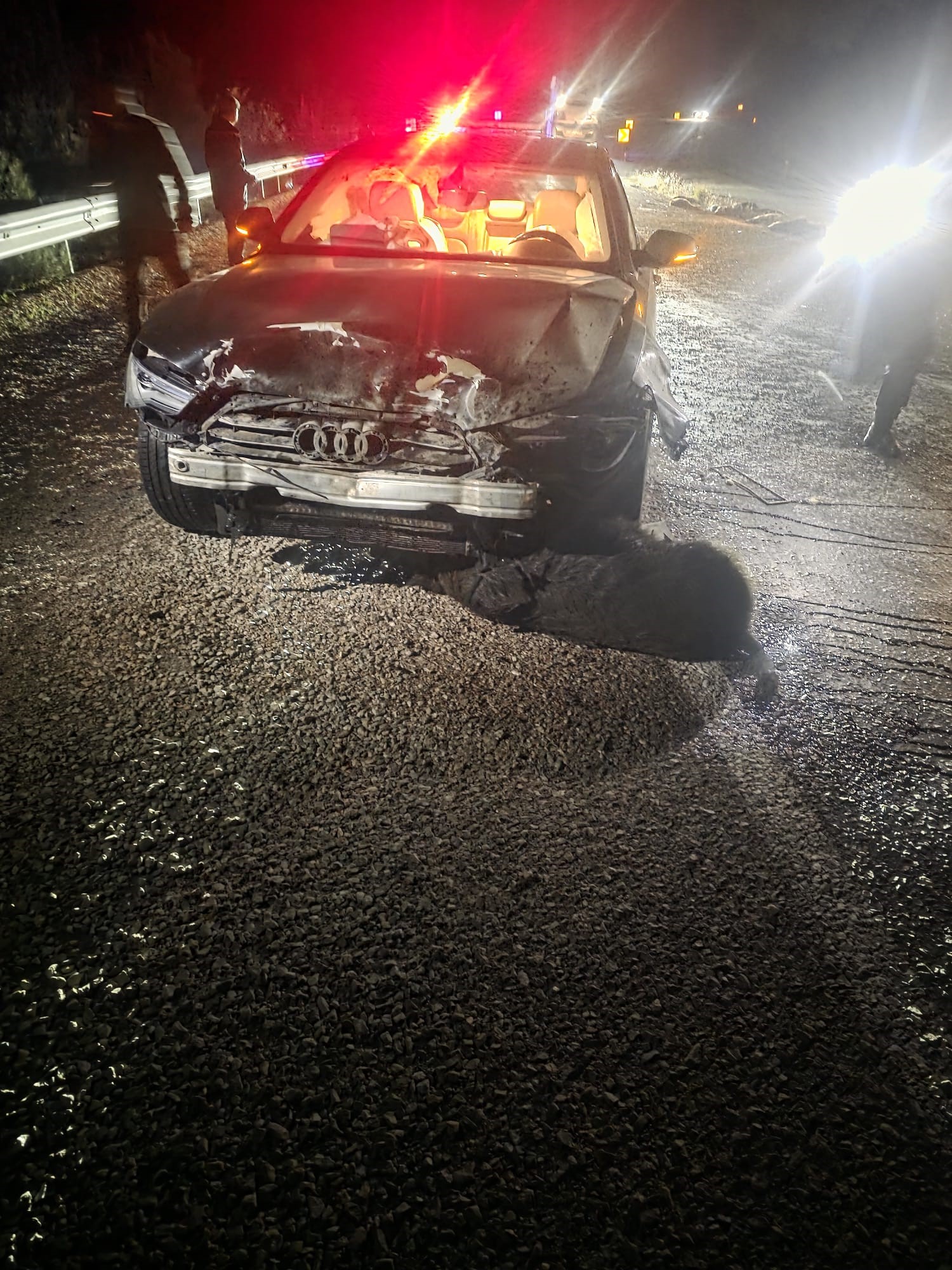 Sinop Belediye Başkanı'nın Makam Aracı Domuz Sürüsüne Çarptı Başkan Kazayı Yara Almadan Atlattı