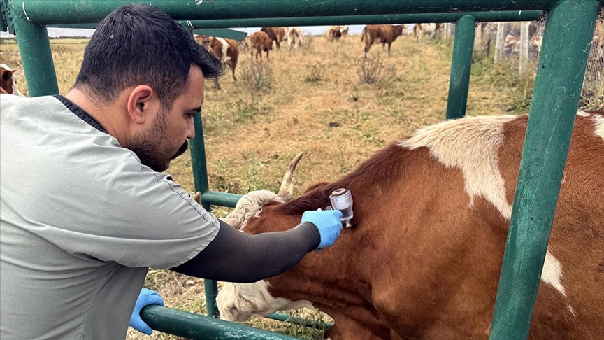 Thumbs B C 1B7122E0Bad5242F308Cbbcdd9893165