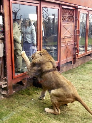 African Lion Tries Reach Visitors New Zoo 440Nw 8027432A