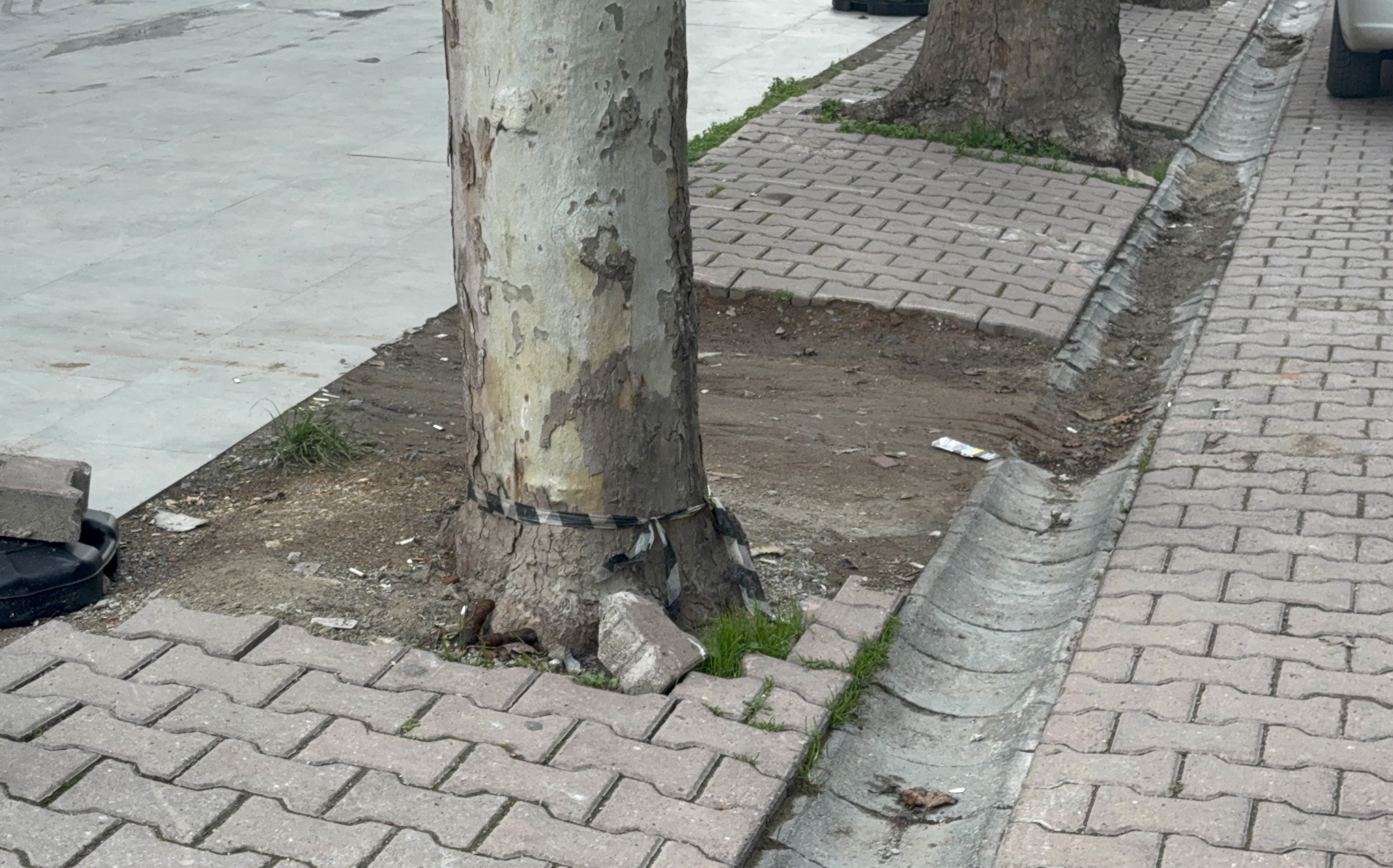 Kargo Poşetinin Içinden 60 Bin Dolar Çıktı1