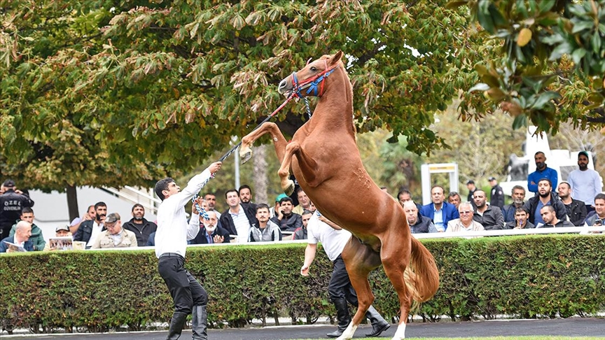 Thumbs B C 1517E3Ba8Cfc54B649B3950A71Aa4B1A