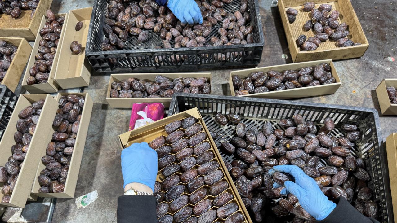 Kudus Filistin Hurmasi Aa 2440097