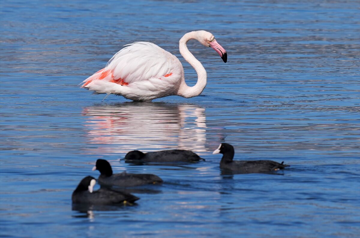 Meles Deltası'nın kışlık misafirleri!