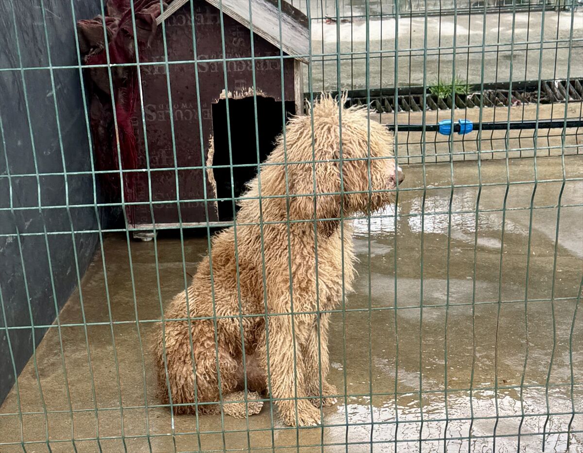 A A 20260325 40918309 40918305 E D I R N E D E Y A S A D I S I K O P E K U R E T I M I Y A P A N C I F T L I K S A H I B I N E 2 M I L Y O N 144 B I N L I R A C E Z A