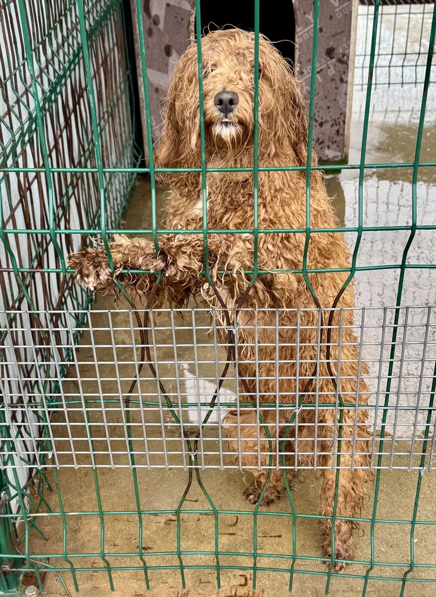 A A 20260325 40918309 40918307 E D I R N E D E Y A S A D I S I K O P E K U R E T I M I Y A P A N C I F T L I K S A H I B I N E 2 M I L Y O N 144 B I N L I R A C E Z A