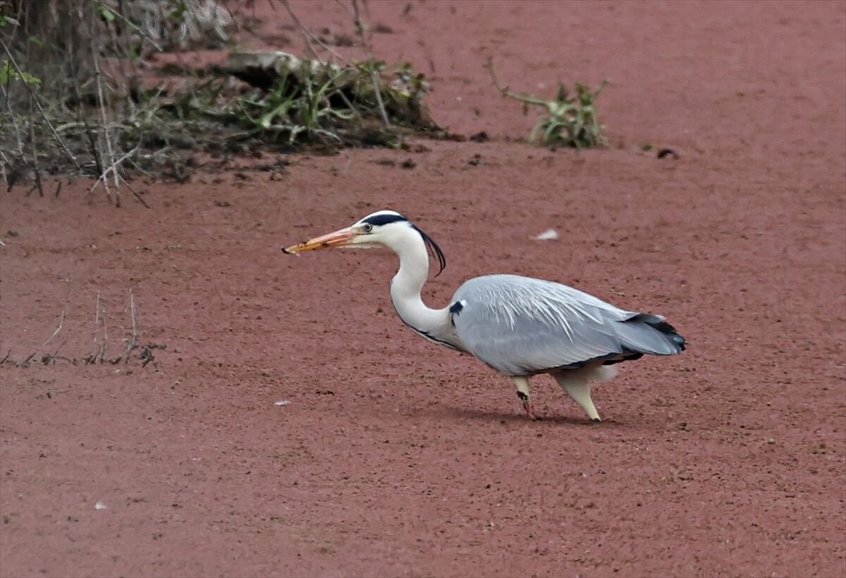 Kızılırmak Deltası Kuş Cenneti hareketlenmeye başladı