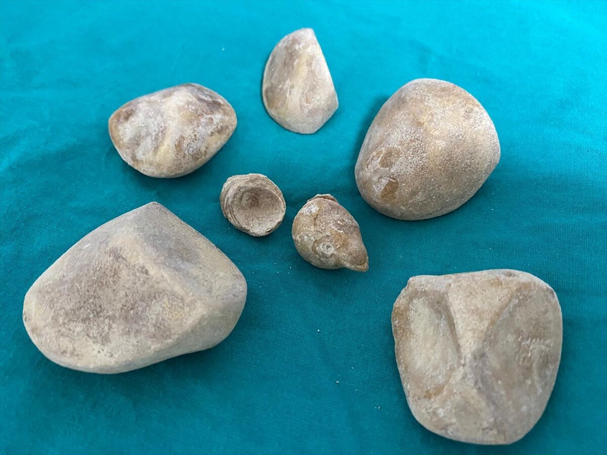 A A 20260331 40973108 40973099 I D R A R K A N A L I V E M E S A N E S I N D E N Y A R I M K I L O G R A M A G I R L I G I N D A 6 T A S C I K A R I L D I