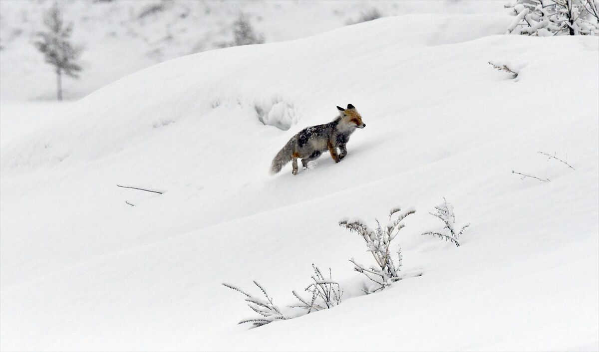 A A 20260404 41009069 41009066 K A R S T A I L K B A H A R D A K A R E T K I L I O L D U