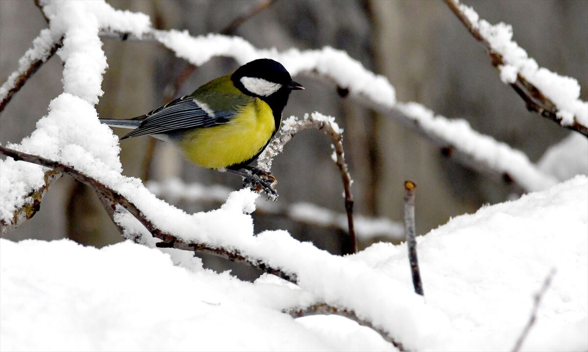 A A 20260404 41009069 41009068 K A R S T A I L K B A H A R D A K A R E T K I L I O L D U