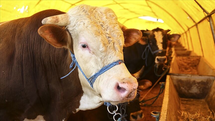 Thumbs B C 05Ed5775F0E124C7Ada97460B3Bbc4A3-1