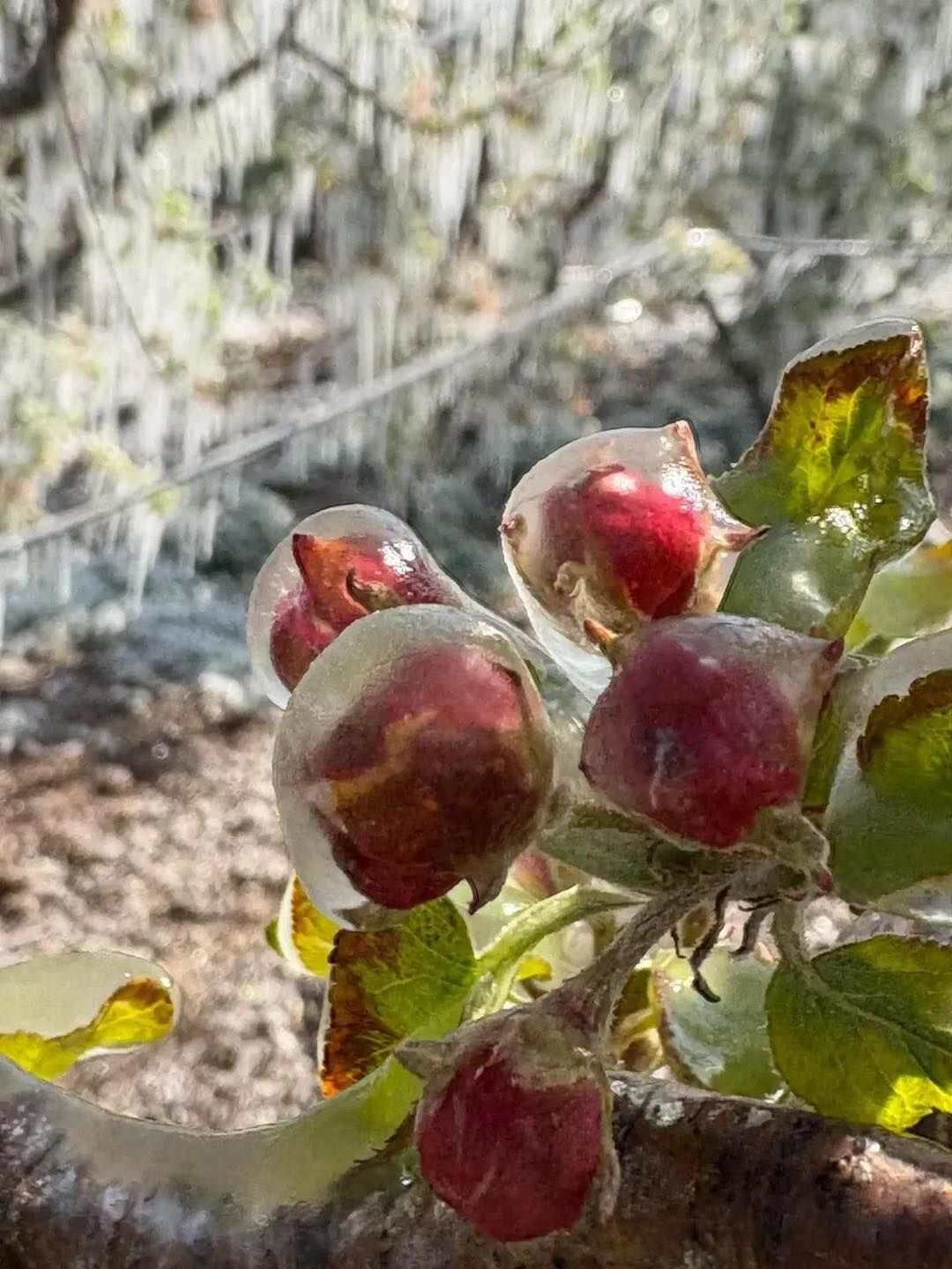 Zirai Don 1744204388