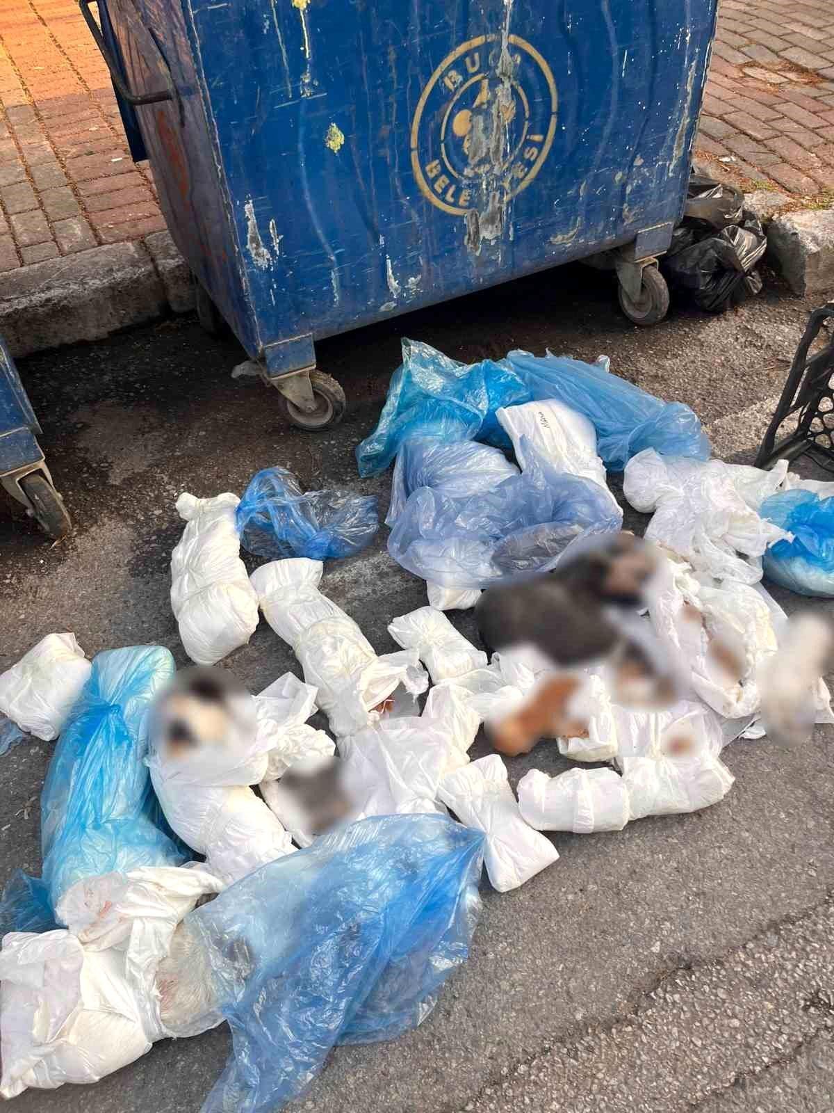 Izmir De Posetler Icinde 33 Olu Kedi Bulundu 19870941 Amp