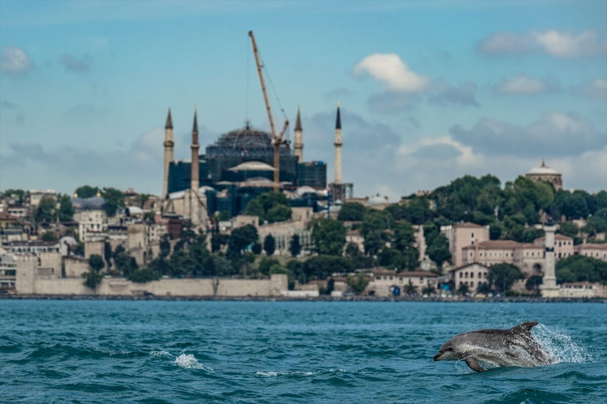 İstanbul Boğazı'nda görsel şölen sunan yunuslar sırt yüzgeçlerindeki izlerden kimliklendiriliyor