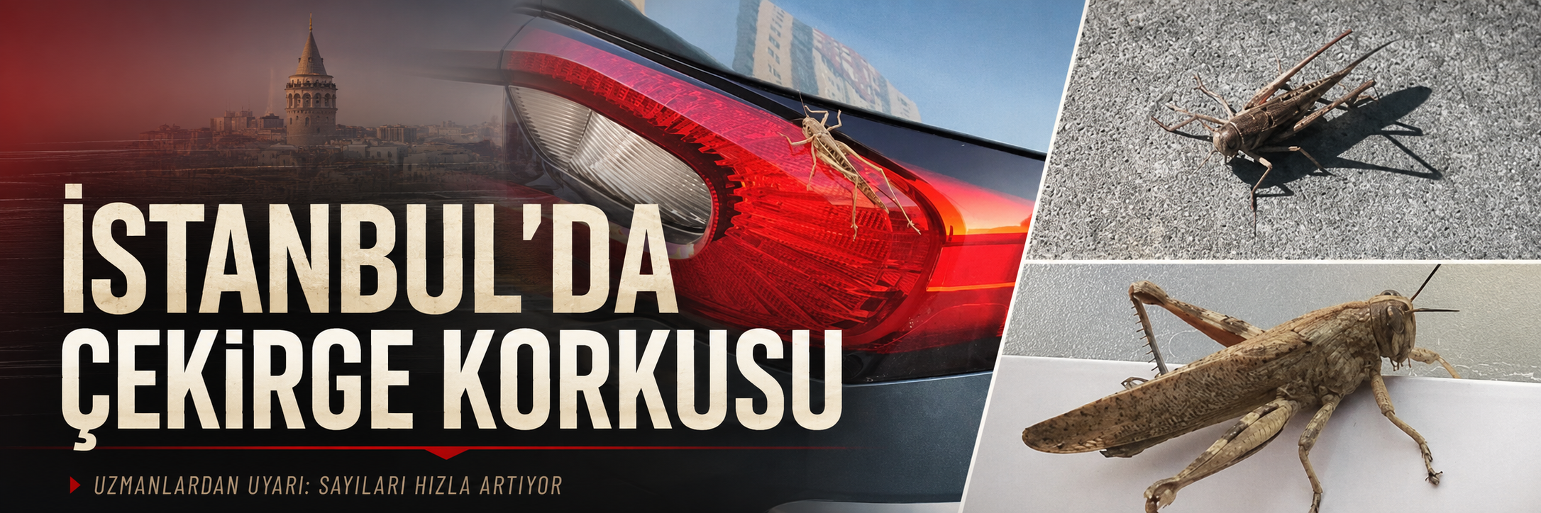 İstanbul'da çekirge korkusu: Çekirgelerin sayısı neden arttı?