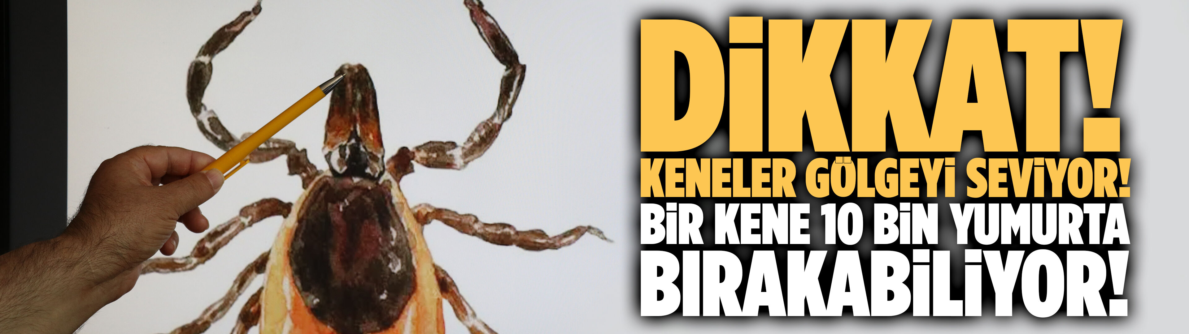 Keneler gölgeyi seviyor, bir kene 10 bin yumurta bırakabiliyor!