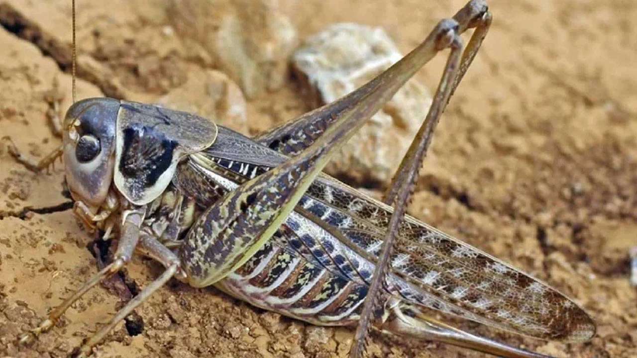 Tarim Ve Orman Bakanligi Ndan Cekirge Istilasi Aciklamasi