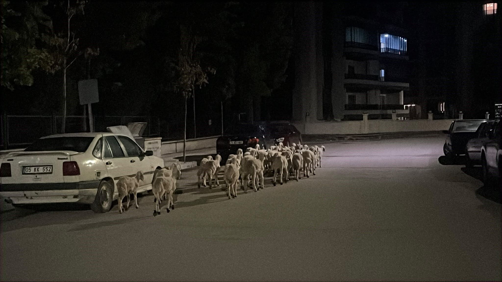 Mahallede 'firari koyun' seferberliği