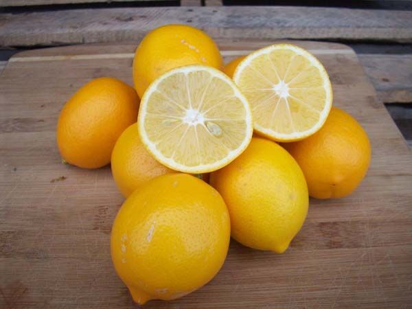Meyer Yediveren Limon Fidani Limon Fidani 221 18 B
