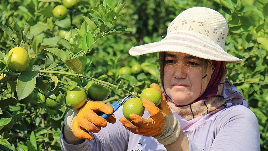 Limon Uretimi